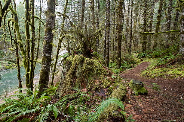 istock Mossy hill next to a footpath through a mossy temperate rainforest 2219729775
