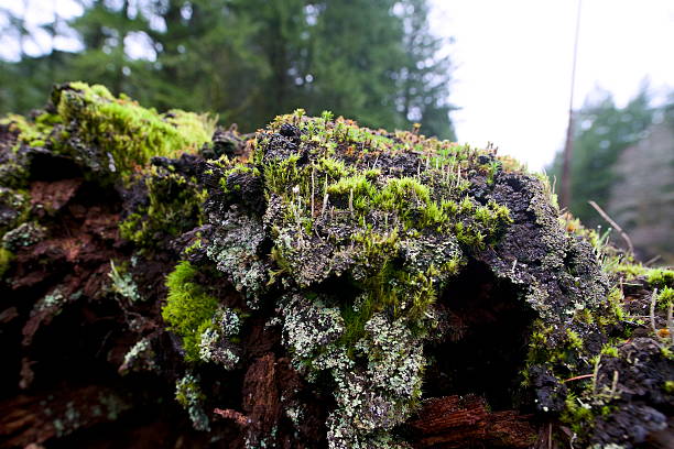Extreme close up of moss and lichen growing on a decaying tree with a dense pine woodland out of focus in the background. Taken while hiking along the Wilson River in the Tillamook National Forest on an overcast day in March 2025.