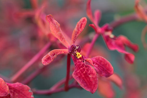 Species of Renanthera orchids.