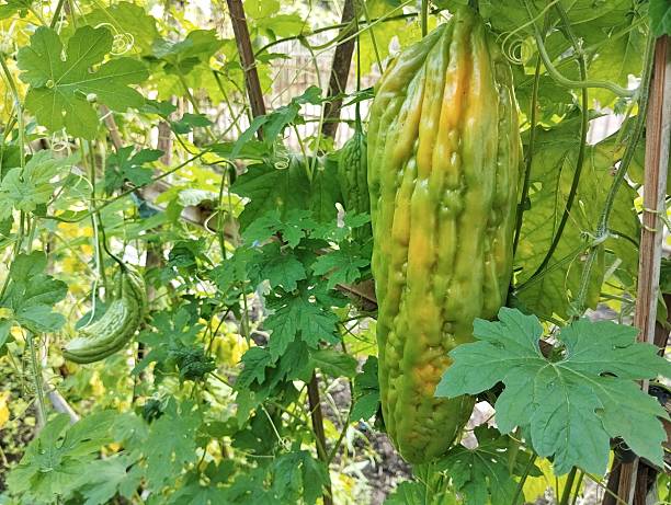 istock Fresh green bitter melon hanging on the garden. 2219731953