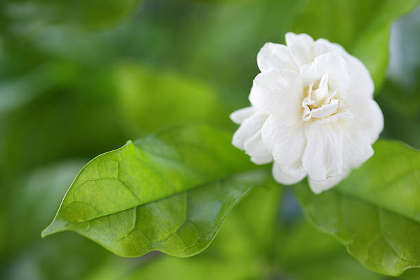 istock Beautiful White Flower with Green Leaves in Natural Setting 2219732039