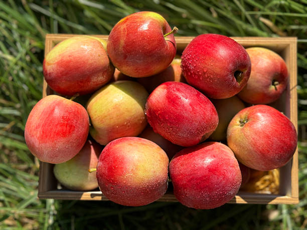 Red juicy apples fruits crop.