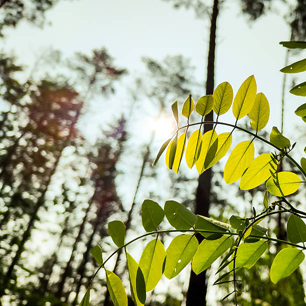 Acacia in the Sun