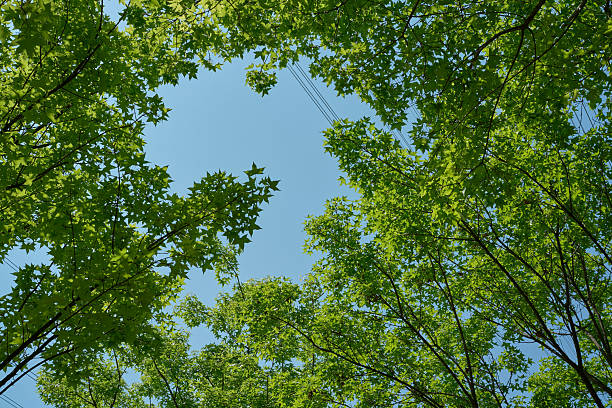 Canopy of Trees Framing the Blue Sky Above Forest