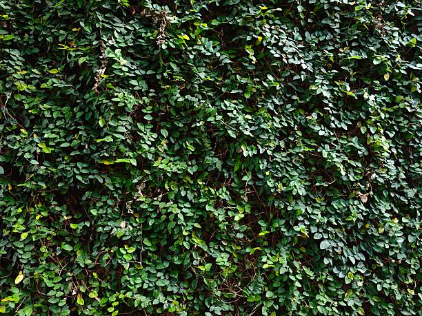 Green leaf texture. Ficus pumila leaves on concrete wall.