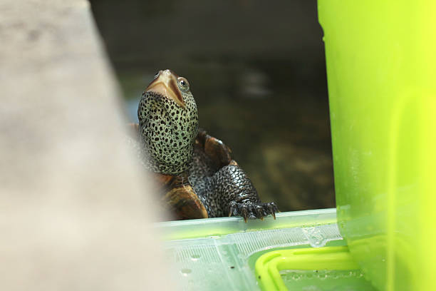 Tortoises are terrestrial, with dome-shaped shells and stumpy legs for walking on land.