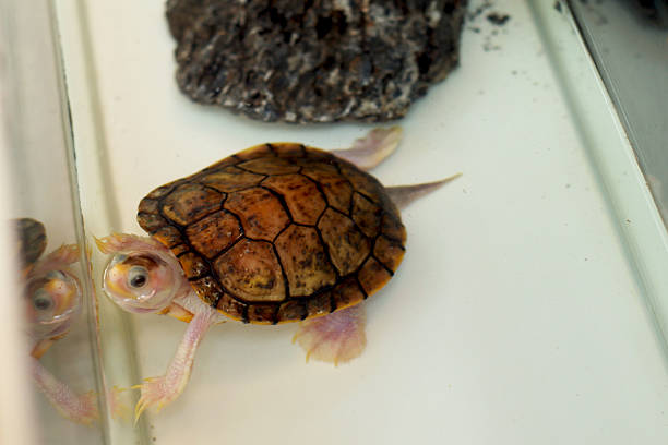 little kids turtles swim in the pool, underwater world of the ocean. saving animals in Bentota, Sri Lanka.