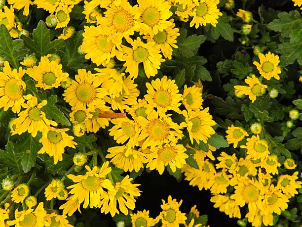 istock Beautiful yellow chrysanthemum flowers blooming. 2219738865