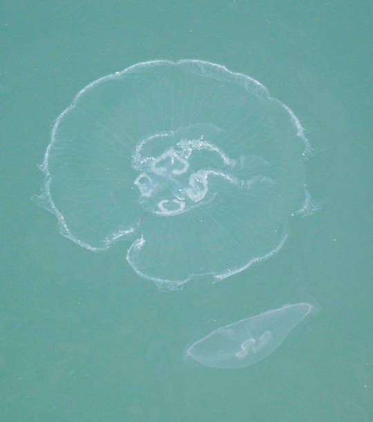 istock A jellyfish is floating in the water 2219740736