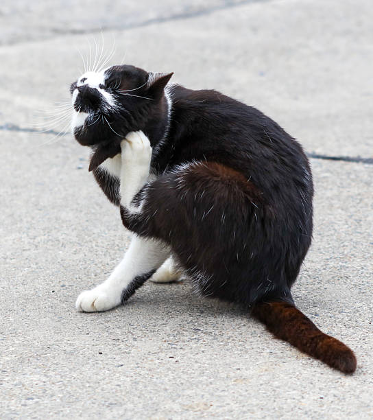 istock A black and white cat is licking itself 2219740741