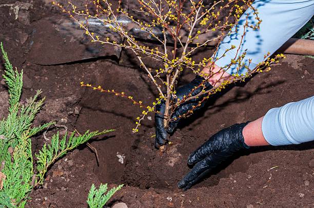 istock A gardener plants a small shrub in the soil, surrounded by a juniper bush, symbolizing new growth. 2219742521