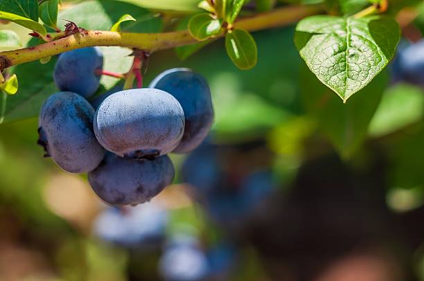A cluster of ripe blueberries dangles from a verdant branch, ready to be picked and enjoyed.