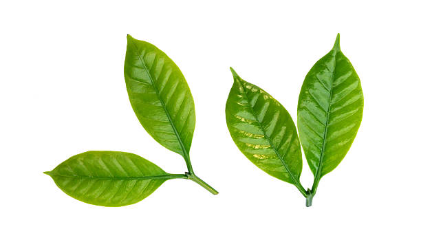istock Green Arabica coffee leaf on a white background. 2219744289
