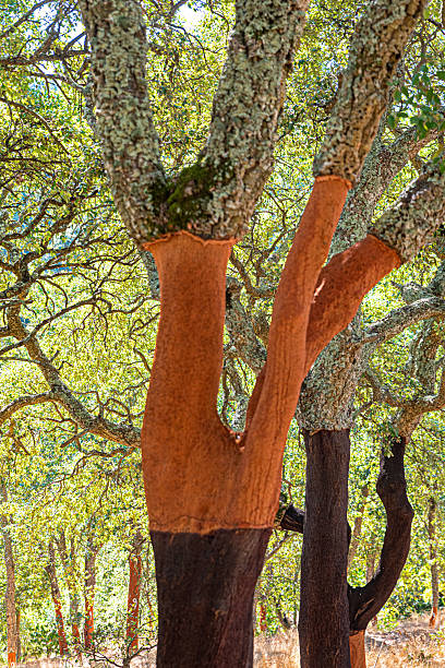 Colorful photo of a Peeled Cork Oaks in Portugal