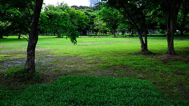 istock Lumphini park in Bangkok centre 2219750150