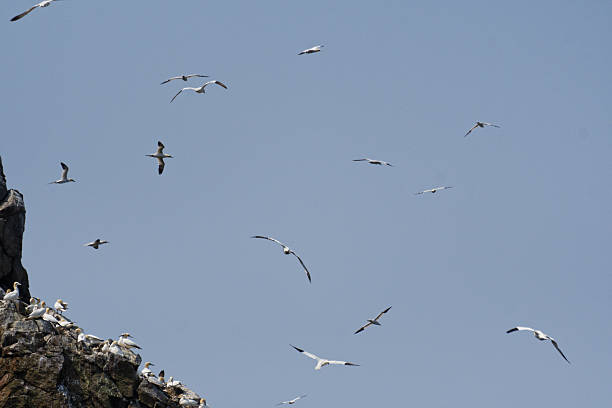 birds, Northern gannet on Rouzic Island off Perros-Guirec, Sept Iles Nature Reserve