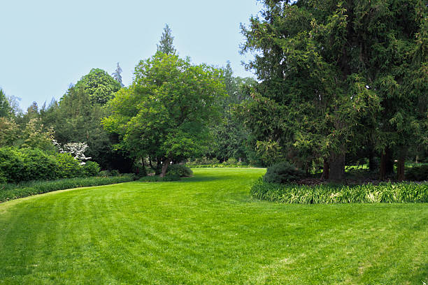 istock Lush green grassy area surrounded by trees on sunny day 2219754544