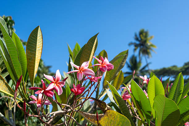 Frangipani flowers bloom in Hiva Oa, Marquesas Islands, French Polynesia, surrounded by lush green leaves, under a bright blue sky with palm trees in the background