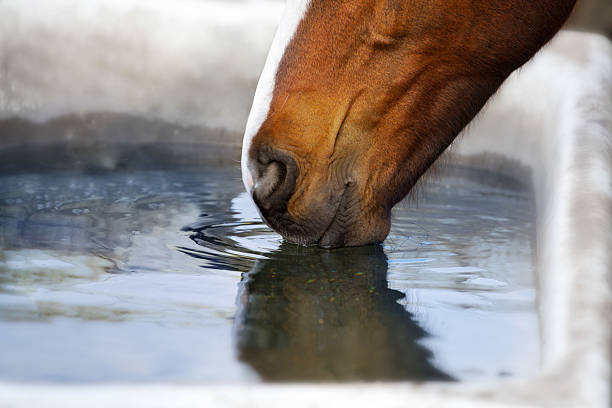 istock Horse drink water 2219754730