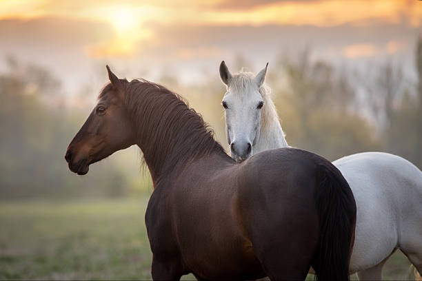 istock Two young horse , communicating with each other in pasture 2219754747