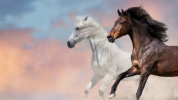 istock Horse herd free run 2219754776