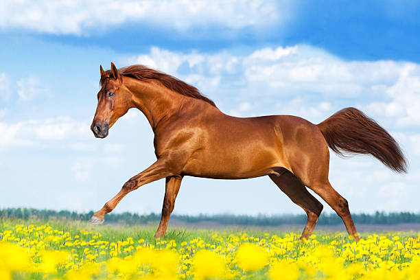 istock Horse run in flowers 2219754777