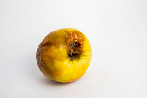 Close-up of a decaying yellow apple with mold