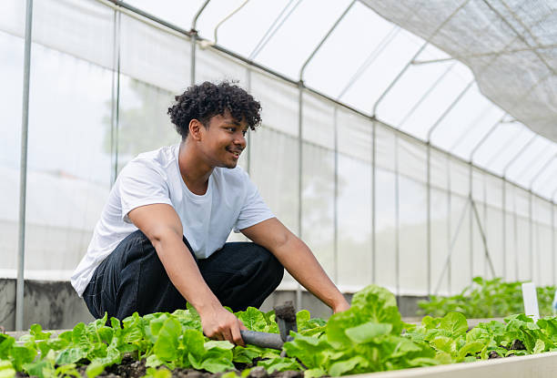 istock A young man smiling while gardening fresh lettuce plants inside a modern greenhouse. Concept of organic farming, sustainable agriculture, and healthy lifestyle. 2219755529
