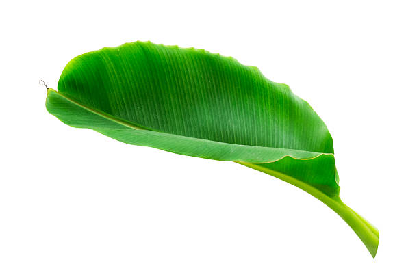 istock Banana leaf isolated on white background 2219756070