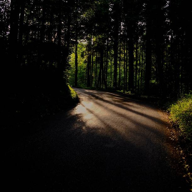 Strasse im wald bei sonnenuntergang