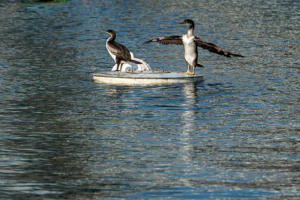 istock cormorants in genoa old harbor 2219756968