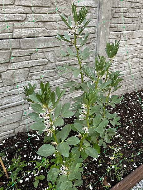 istock broad beans growing in a home vegetable garden 2219757851