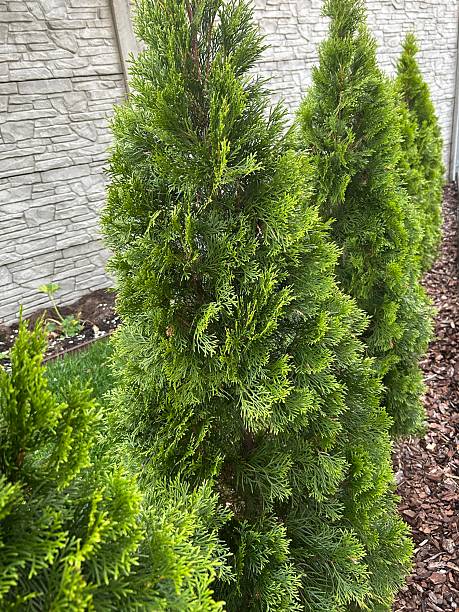 istock emerald thuja growing in the garden 2219757852