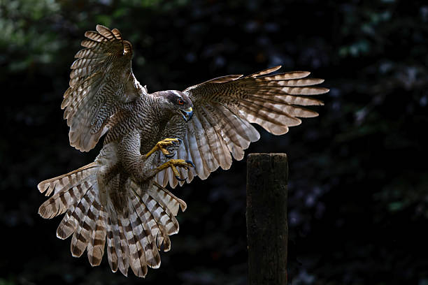 istock Northern goshawk flying in the forest 2219757973