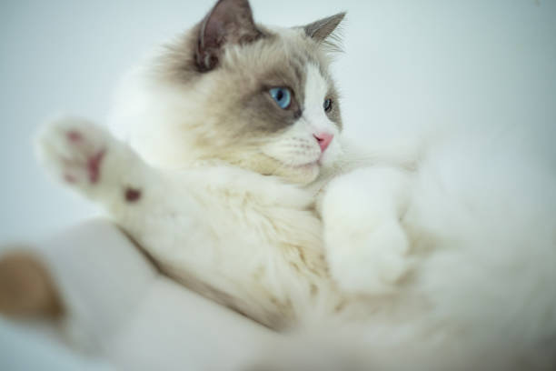 Beautiful Ragdoll cat lounging comfortably with a gentle gaze. Fluffy feline enjoying a serene moment on a cozy blanket. Perfect for pet lovers and calming scenes.