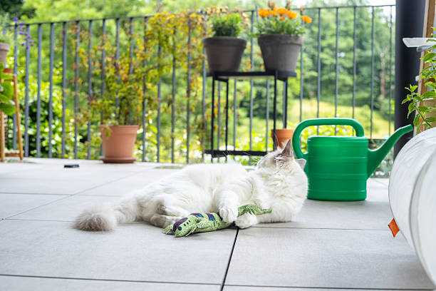Fluffy Cat Relaxing with a Green Toy on a Sunny Patio