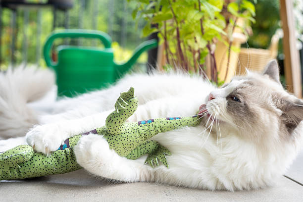 istock Fluffy Cat Relaxing with a Green Toy on a Sunny Patio 2219760232