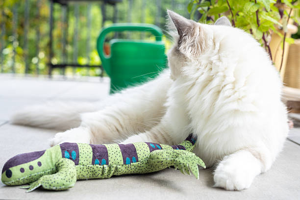 Fluffy Cat Relaxing with a Green Toy on a Sunny Patio