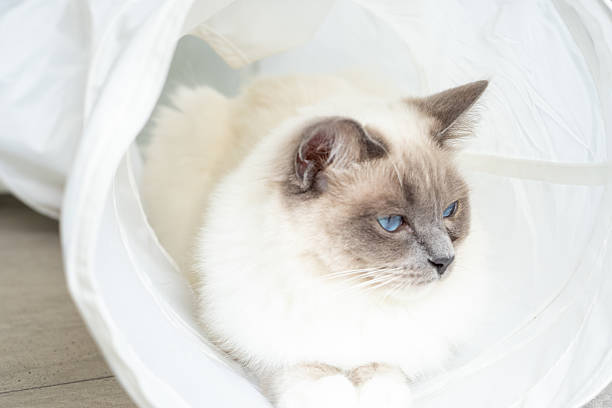 Fluffy cat with striking blue eyes resting in a soft white tunnel. Elegant feline lounging peacefully. Perfect image for pet care or animal lover themes.