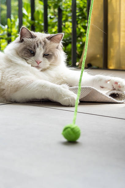 istock Fluffy Ragdoll Cat Relaxing on Patio with Green Toy 2219760324