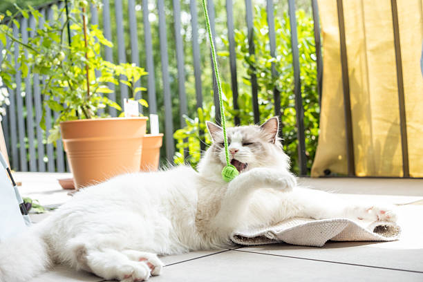 istock Fluffy Ragdoll Cat Relaxing on Patio with Green Toy 2219760341