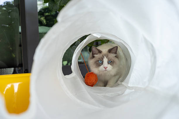 Curious cat peering through a play tunnel, engaging with an orange ball toy. Fluffy feline exploring indoor play environment. Perfect for pet lovers and cat-related products.