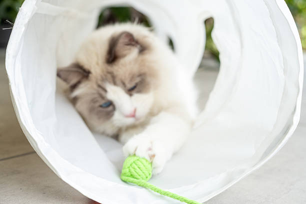 Fluffy cat focused on green yarn ball in tunnel. Playful moment of a curious feline. Ideal for pet lovers and cat care themes.