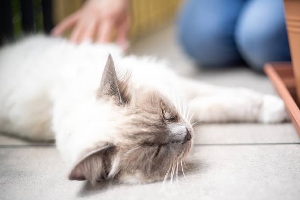 It is a stray cat sleeping on the tin roof of an old house.\nThe photo was taken on a isolated island in Japan, a relaxing place!