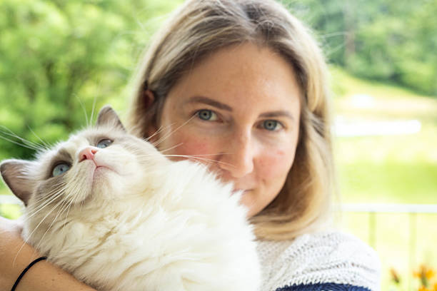 istock Female cat owner bonding with her Ragdolls 2219760813