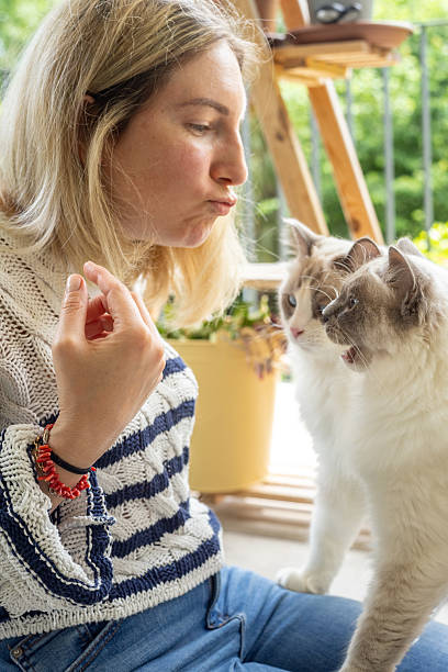 istock Female cat owner bonding with her Ragdolls 2219760877