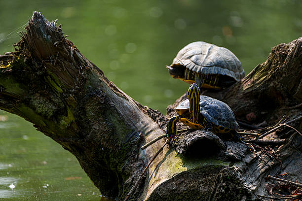 turtles in a pond standing on a log