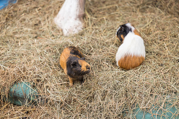 Two cute guinea pigs enjoying dry straw in Chvalovice, Czechia