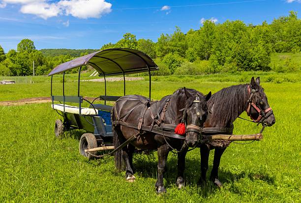 A horse in the village grazes on pasture, a wooden cart
