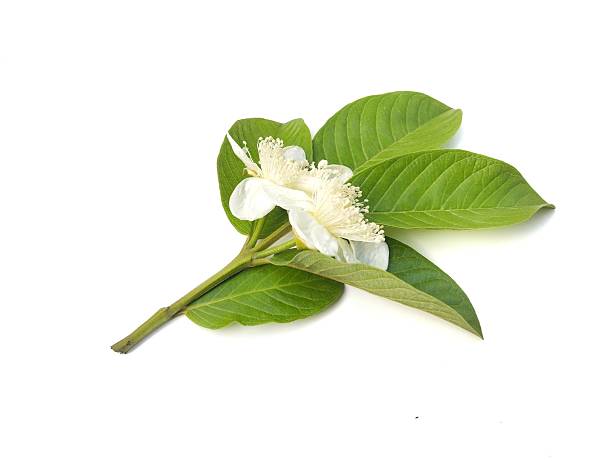 istock Guava flowers and leaves isolated on white background 2219766459